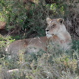 Serengeti - Lion